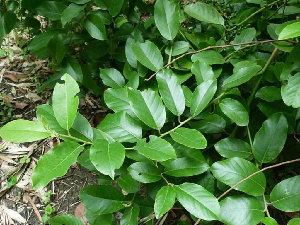 मेडा लकडी: एक बहुमुखी और सतत प्राकृतिक संसाधन | Litsea Glutinosa 5 meda lakadi3 3