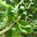 litseaglutinosa