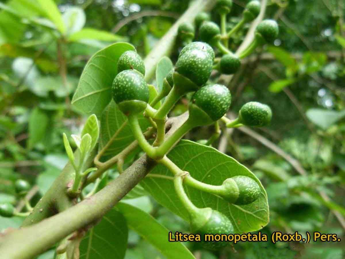 litseaglutinosa