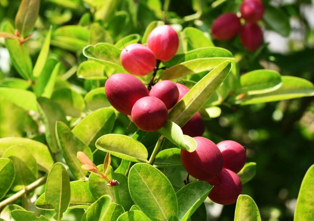 Leaves fruits miracle fruit plant