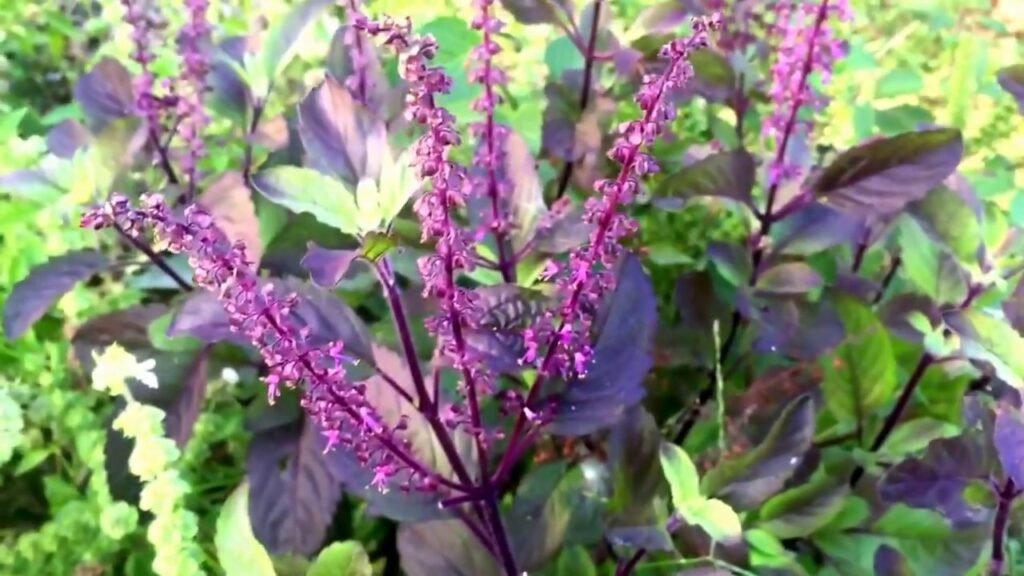 krishna tulsi