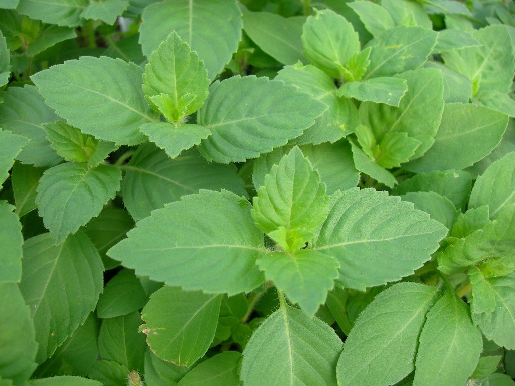 rama tulsi