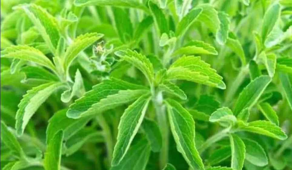 stevia tulshi