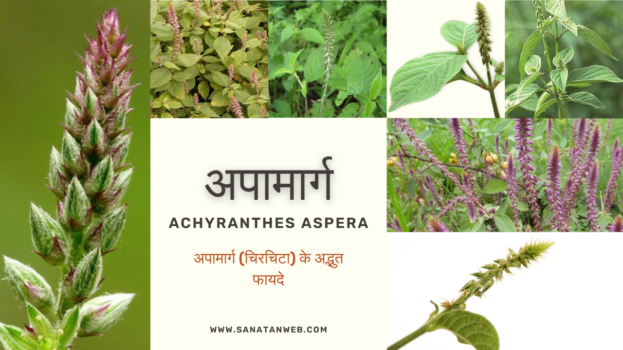 अपामार्ग (चिरचिटा) के 20 अद्भुत फायदे